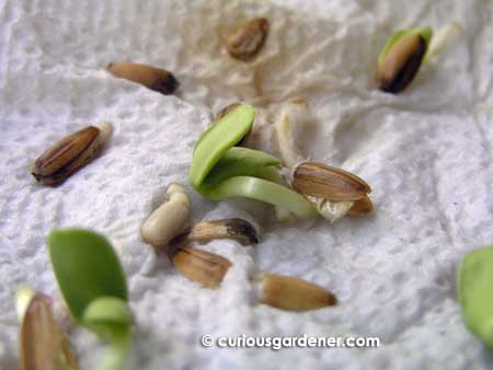 germination of seeds. Germinating sunflower seeds
