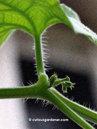 snake gourd plant