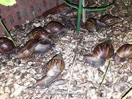 Just some of the snails that invaded the veg bed on that fateful night...